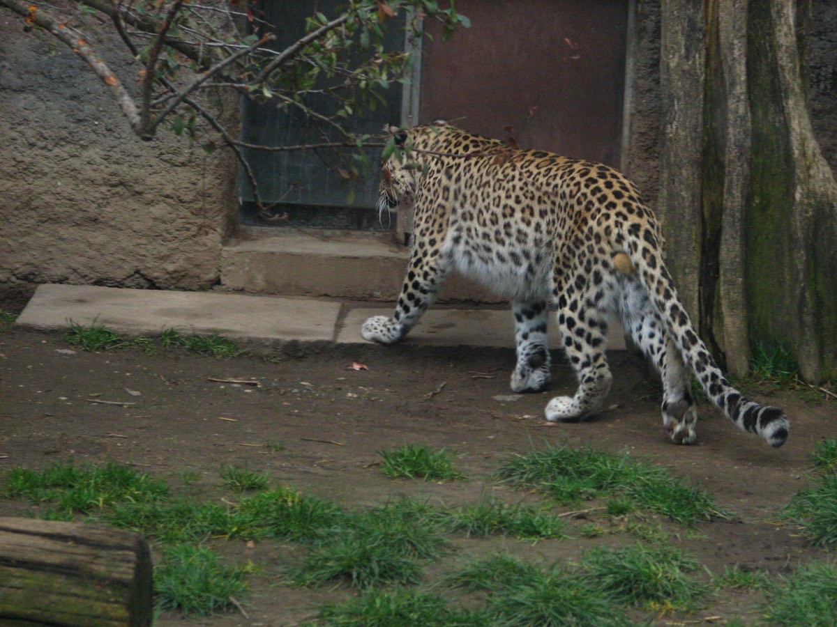 Anadolu Parsı (Panthera pardus) için kimliği açıkça gösteren tür fotoğrafı