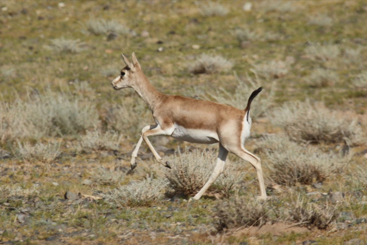 Ceylan (Gazella subgutturosa) için kimliği açıkça gösteren tür fotoğrafı