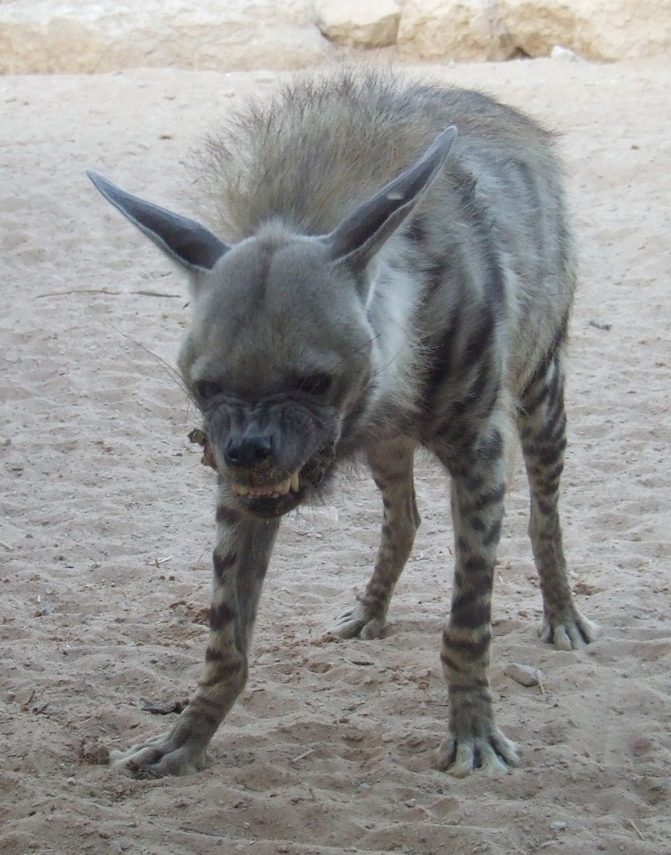 Çizgili Sırtlan (Hyaena hyaena) için kimliği açıkça gösteren tür fotoğrafı