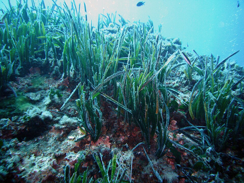 Sualtında uzanan Posidonia oceanica deniz çayırı