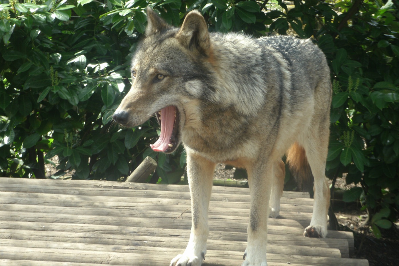 Kurt (Canis lupus)